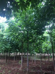 西峡县七叶树林木种植行