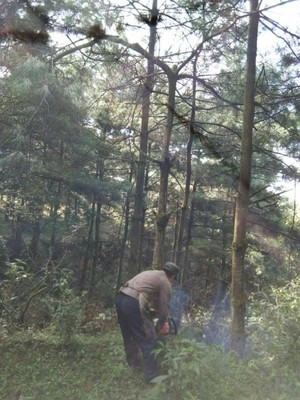 罗平九龙:完成8000亩森林抚育工作
