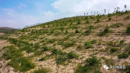 荒山秃岭变身生态美区--白银市平川区推进国家储备林项目工作纪实