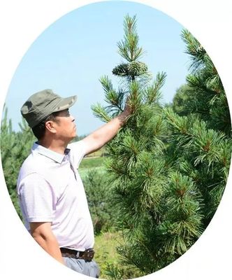 【媒体关注】黑龙江日报:李希才深山为家繁育树种