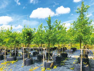 发展研究:上海市林木种子生产经营许可证的管理研究